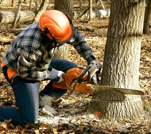 Tree Removal in Sunfield, MI
